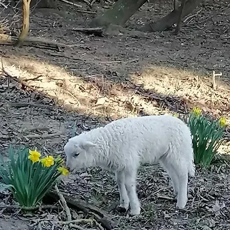 Parraghegy Apartman Feriehus Zalaszanto