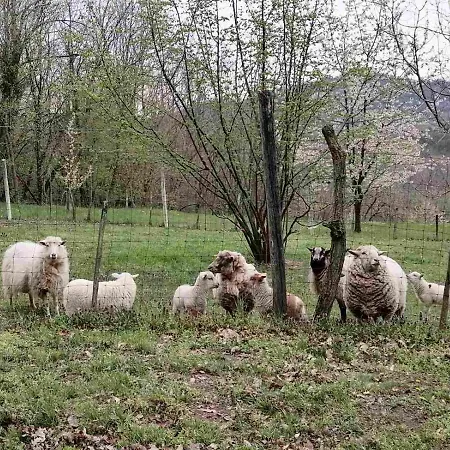 Feriehus Parraghegy Apartman